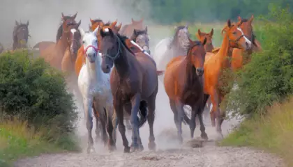 Stadnina koni w Widzowie